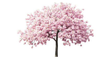 Obraz premium Blooming cherry blossom tree with pink flowers on transparent background