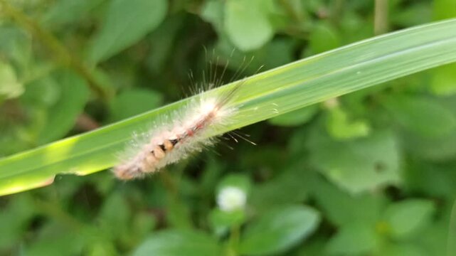 the horrible white caterpillar