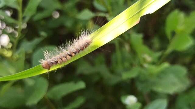 the horrible white caterpillar