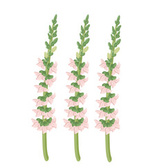 A botanical illustration of three snapdragon stems, each adorned with cascading soft pink flowers. The detailed petals and gentle curves bring a fresh, natural beauty to the composition.

