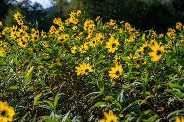 Yellow flowers of The Jerusalem artichoke (Helianthus tuberosus).