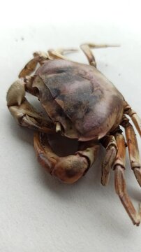 Gecarcinucoidea in the yard