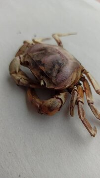 Gecarcinucoidea in the yard