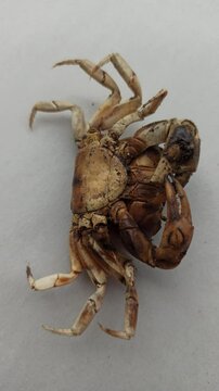 Gecarcinucoidea in the yard