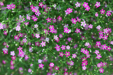 Fototapeta premium Delicate Pink Flowers in Bloom Against a Lush Green Background
