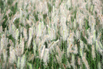 Soft and Fluffy Grass Blades Swaying in Gentle Breeze at Sunset