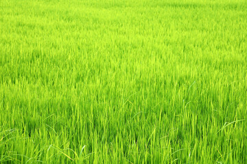 Lush Green Rice Field Under Bright Sunlight in Warm Climate Environment