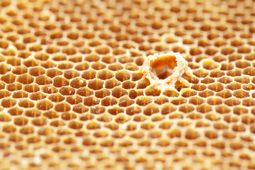 Close-Up of Hexagonal Honeycomb Structure with Empty Cell