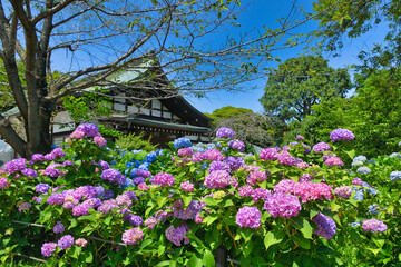 本土寺　青空に映える美しい紫陽花（あじさい,アジサイ）コピースペースあり　　（日本千葉県松戸市）　Hondo-ji Temple （Hondoji Temple)　Beautiful hydrangea in the blue sky ,copy space　available (Matsudo City, Chiba Prefecture, Japan)
