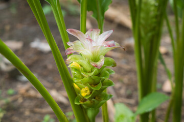 Close-Up of Curcuma xanthorrhiza (Temulawak) Bud in Early Growth Stage