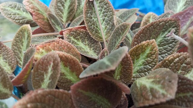 Episcia cupreata