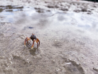 Crabs are fascinating crustaceans that come in all shapes and sizes