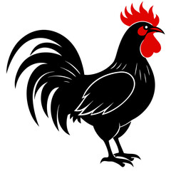 rooster isolated on white background