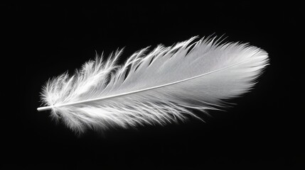 Obraz premium Feather cascade, pure white and gently swirling in soft focus