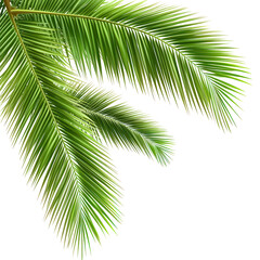 Palm Leaves corner Isolated White Background PNG
