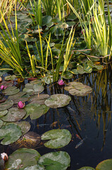 Water lily flowers blooming in a pond