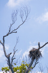 Osprey and offspring in a nest 