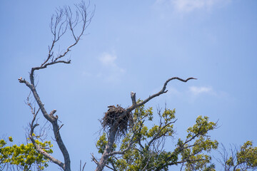 Osprey and offspring in a nest 
