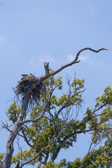 Osprey and offspring in a nest 