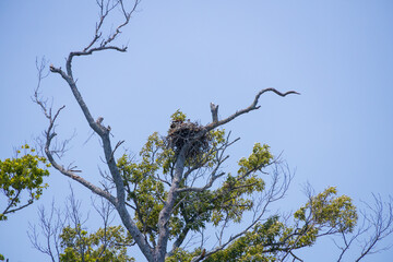 Osprey and offspring in a nest 