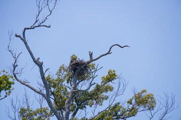 Osprey and offspring in a nest 