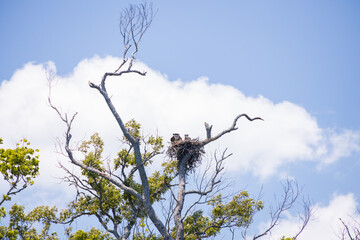 Osprey and offspring in a nest 