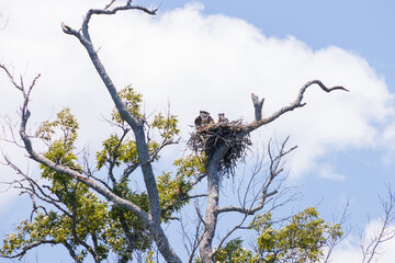 Osprey and offspring in a nest 