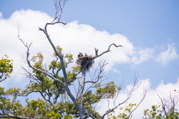 Osprey and offspring in a nest 