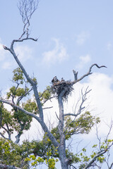 Osprey and offspring in a nest 