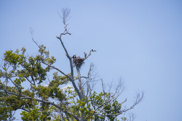 Osprey and offspring in a nest 