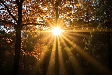 Obraz premium resplendent sight of sun's golden rays piercing through a majestic tapestry of autumnal foliage, casting a luminous glow upon cascading leaves