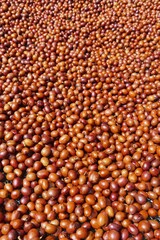 Coffee beans drying in the sun  
