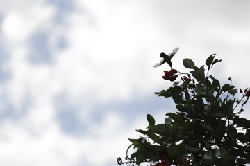 COLIBRÍ