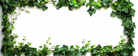 Four rustic ivy frames ideal for nature-themed designs, weddings, or organic product promotions. Perfect for green living events, eco-friendly products, and botanical art.