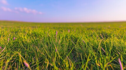 Fototapeta premium Serene Meadow Sunlit Grass Blooming Flowers Nature Landscape