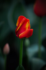 Beautiful tulip flowers and close-up