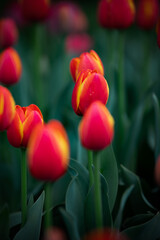 Beautiful tulip flowers and close-up