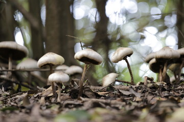 HONGOS