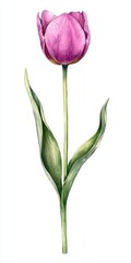 Delicate Purple Tulip Blossom with Green Leaves on White Background for Floral Illustrations and Decor Purpose