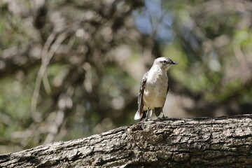 CALANDRIA COMÚN