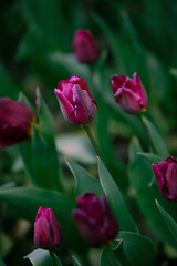 Beautiful tulip flowers and close-up