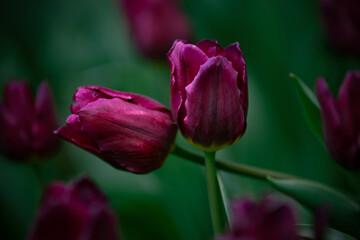 Beautiful tulip flowers and close-up