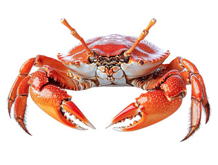 red crab on white background