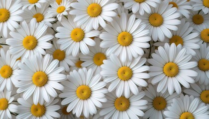 Daisy Dreams: Nature’s Embrace