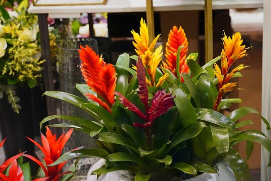 Flaming sword, or Vriesea carinata flowers, in a flower shop