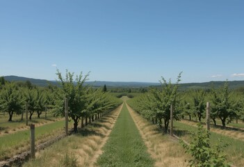 Fototapeta premium Serene Vineyard Pathway Under Clear Blue Sky with Lush Greenery