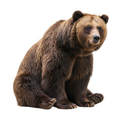 Fototapeta premium Big bear grizzly isolated on transparent background PNG Generative AI