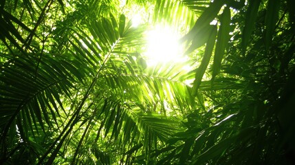 Lush Green Tropical Rainforest Canopy with Bright Sunlight