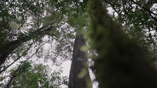 Low perspective of massive Enterolobium contortisiliquum tree in lush Argentine jungle