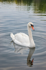 Fototapeta premium A peaceful Swan on a still lake